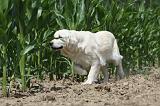 GOLDEN RETRIEVER 665